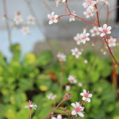 Saxifraga hirsuta, Lundbräcka, P9cm