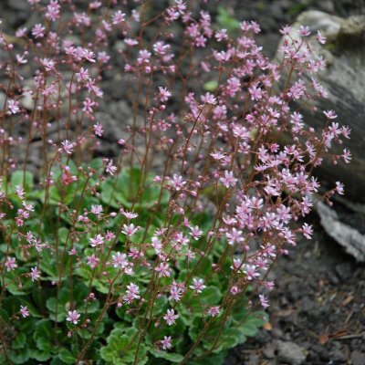 Saxifraga x urbium Clarence Elliott, Porslinsbräcka, C11,5cm