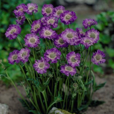 Scabiosa caucasica Perfecta, Höstvädd, stickling 3-pack