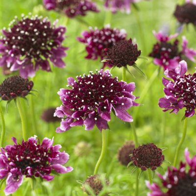 Scabiosa columbaria Barocca, Fältvädd