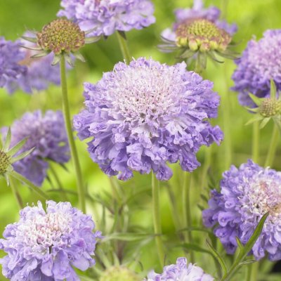 Scabiosa japonica, Japansk Vädd