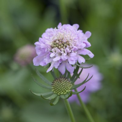 Scabiosa japonica Pink Diamonds, Japansk Vädd