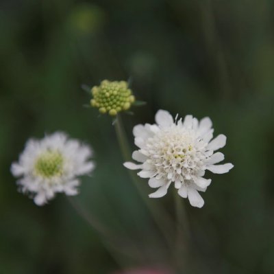 Scabiosa ochroleuca Moon Dance, Gulvädd, P9cm