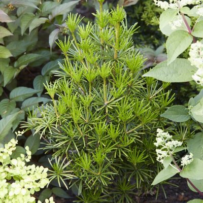 Sciadopitys verticillata Green Diamond ®