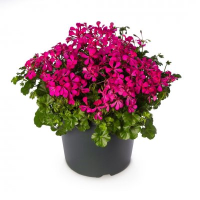 Hängpelargon Super Cascade ® Rose Imp., stickling 3-pack