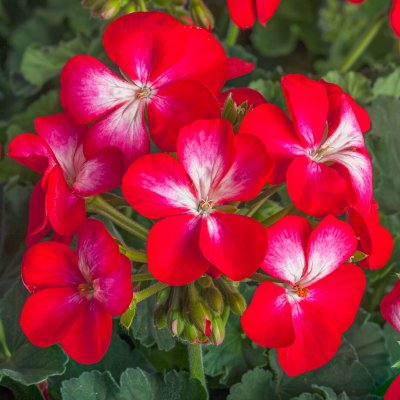 Pelargon Bunny Cherry Ice, stickling 3-pack