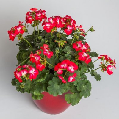 Pelargon Bunny Cherry Ice, stickling 3-pack