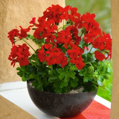 Pelargon Caliente Deep Red, stickling 3-pack