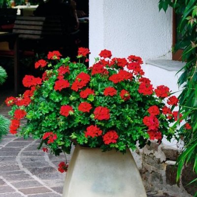 Pelargon Caliente Deep Red, stickling 3-pack