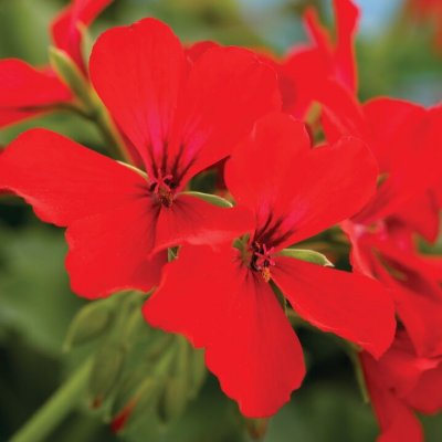 Pelargon Caliente Deep Red, stickling 3-pack