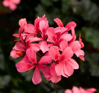 Hängpelargon Calliope ® Cascade Dark Salmon, kruka
