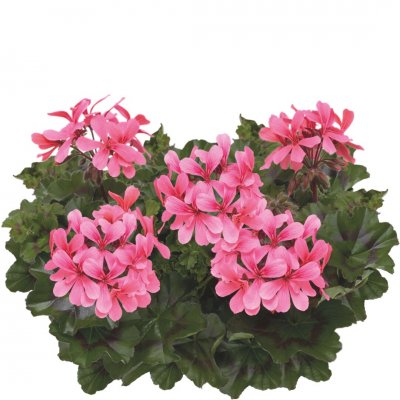 Hängpelargon Calliope ® Cascade Dark Salmon, kruka