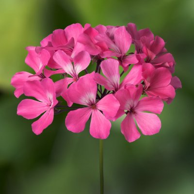 Pelargon Caliente Pink, kruka