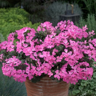 Pelargon Caliente Pink, kruka