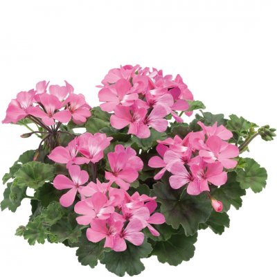Pelargon Caliente Pink, kruka