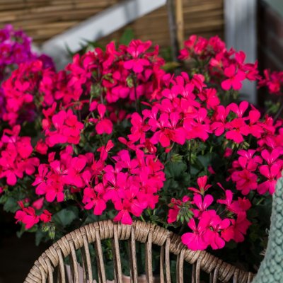 Pelargon Caliente Rose, kruka
