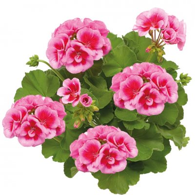 Pelargon Calliope ® Rose Splash, kruka