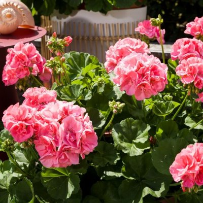 Pelargon Calliope ® Soft Coral, stickling 3-pack