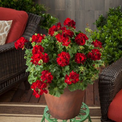 Pelargon Calliope ® Dark Red, kruka