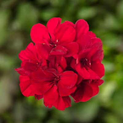 Pelargon Calliope ® Dark Red, stickling 3-pack