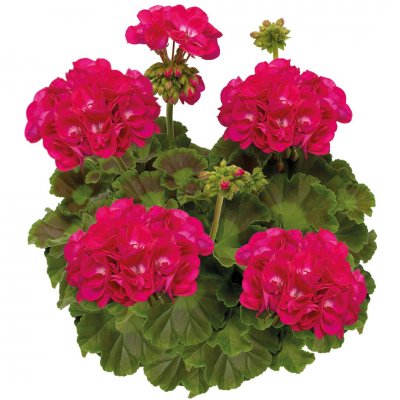 Pelargon Calliope ® Hot Pink, kruka