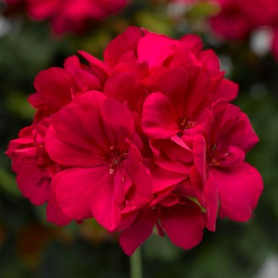 Pelargon Calliope ® Hot Rose, stickling