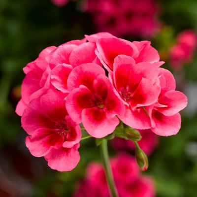 Pelargon Calliope ® Rose Splash, kruka