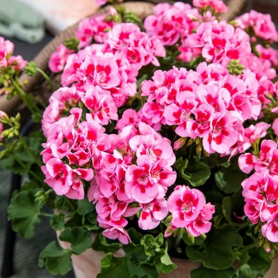Pelargon Calliope ® Pink Splash, stickling 3-pack