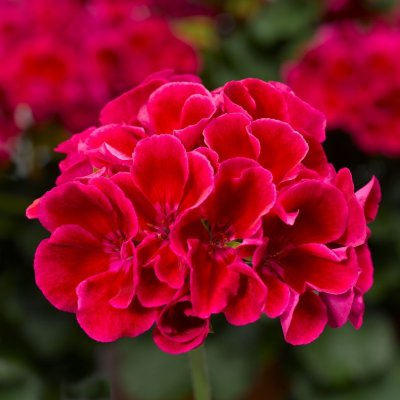 Pelargon Calliope ® Red Splash, kruka