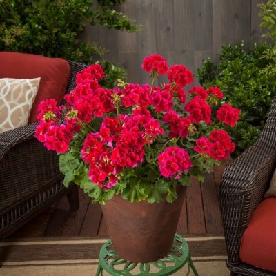 Pelargon Calliope ® Red Splash, stickling 3-pack