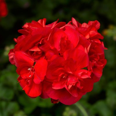 Pelargon Calliope ® Scarlet Red, kruka