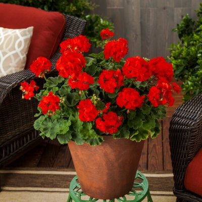 Pelargon Calliope ® Scarlet Red, stickling 3-pack