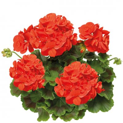 Pelargon Calliope ® Scarlet Red, kruka