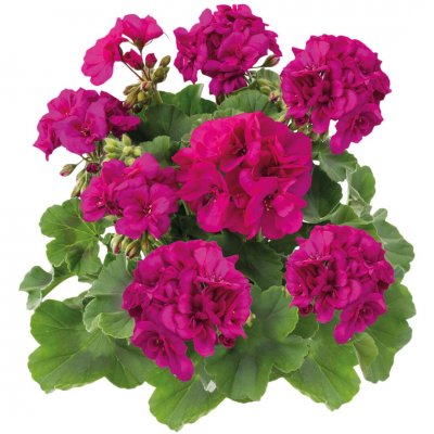 Pelargon Calliope ® Violet, kruka