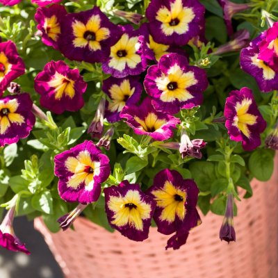 Petunia, Stickling, Fun House™ Glowing Garnet 3-pack