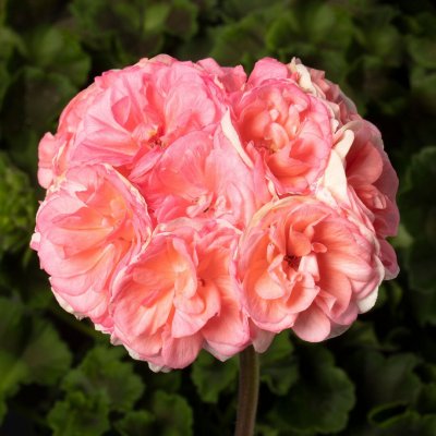 Rosenpelargon, Stickling, Rosebud Astrid 3-pack