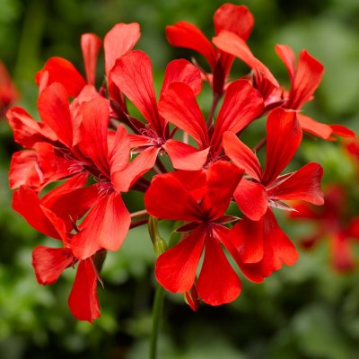 Hängpelargon Super Cascade ® Red, stickling 3-pack