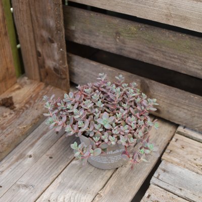Sedum cauticola lidakense