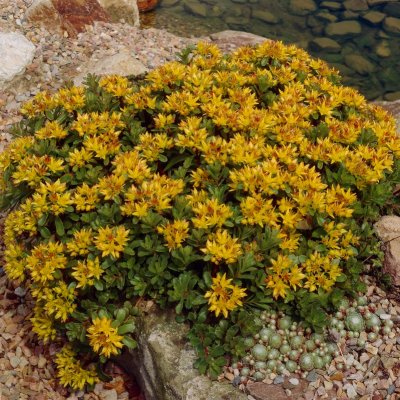 Phedimus floriferus Weihenstephaner Gold, Smaragdfetblad, P9cm