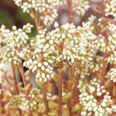 Sedum laconicum