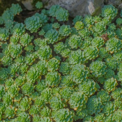 Rhodiola pachyclados (Sedum pachylados), Rosettfetblad, P9cm