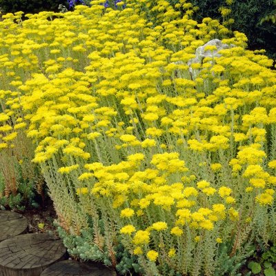 Sedum rupestre (reflexum), Stor Fetknopp, P9cm