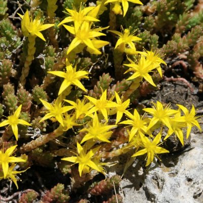 Sedum sexangulare, Kantig Fetknopp, P9cm