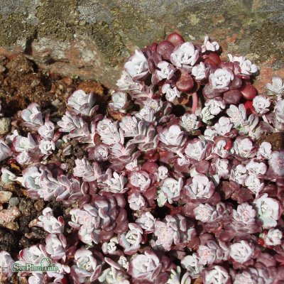 Sedum spathulifolium Purpureum, Kalifornisk Fetblad, P9cm