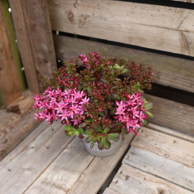 Sedum spurium Deep Rose