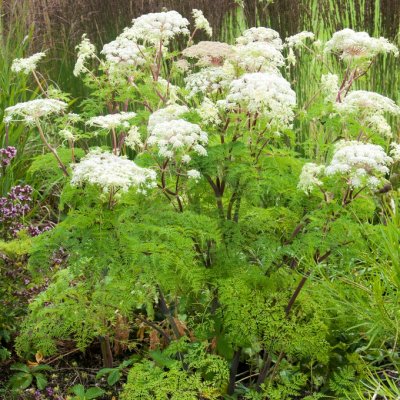 Ligusticopsis wallichiana (Selinum), Bergslilja, C11cm