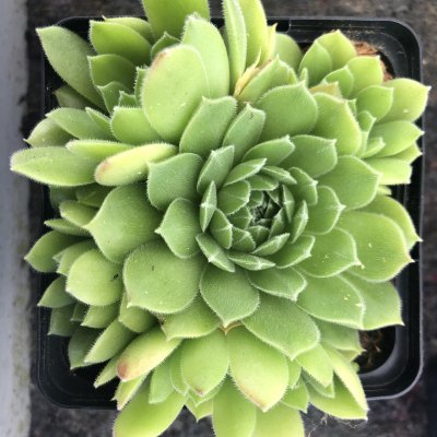 Sempervivum grandiflorum, Hartstaklök