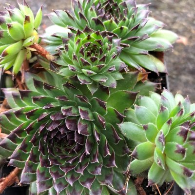 Sempervivum hybr. Black Top, Taklök, P9cm