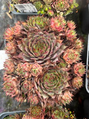 Sempervivum hybr. Liparii, Taklök