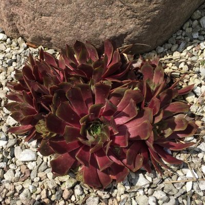 Sempervivum hybr. Othello, Taklök, P9cm
